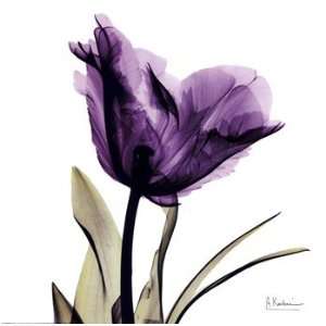  Albert Koetsier X ray Royal Purple Parrot Tulip 12.00 x 12 