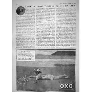1910 TRAINED BLOODHOUND DOG RICHARDSON OXO PRINT 