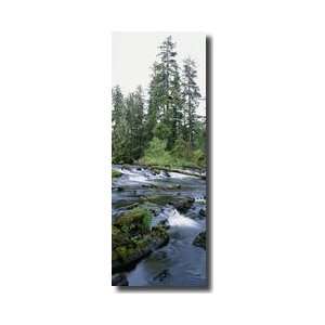   River Tongass National Forest Alaska Giclee Print