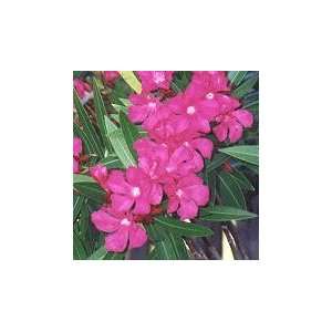  Oleander Hardy Pink  Gallon Patio, Lawn & Garden