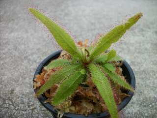 Drosera Adelae (Sundew Carnivorous Plant)  
