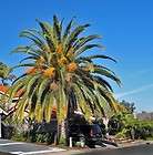 Canary Island Date Palm Tree SEEDS