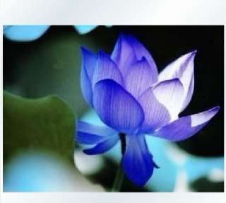 pcs Chinese Lotus Seeds Nelumbo Nucifera Blue Water Lily Pond Plant 