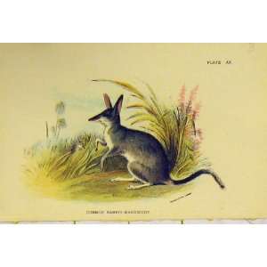    C1807 Common Rabbit Bandicoot Natural History Print