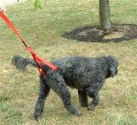 Rear End Harness   Bottoms Up Leash   Used  