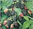  Crop Blackberry Plant Great Taste Best Primocane Avail. Zone 4 10
