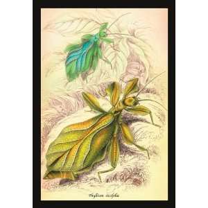  Insects Phyllium Siccifolia 20x30 poster