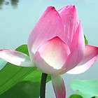 100 Seeds Pink day bloomer Water Lily/Nympheae/​Lotus