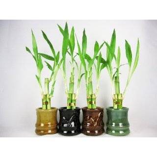 Live 3 Style Party Set of 4 Bamboo Plant Arrangement w/ Ceramic Vase