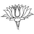 Lotus Flower