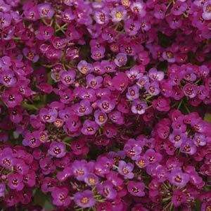  Purple Alyssum Seed Pack Patio, Lawn & Garden