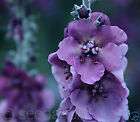 mullein seeds  