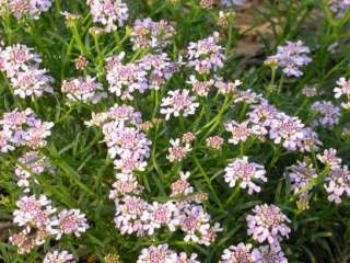 Sweetheart Candytuft Perennial   Iberis   Potted  