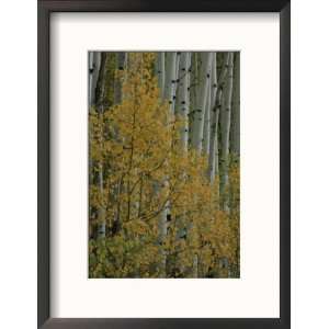  A Close View of Quaking Aspen Trees Growing Along the 
