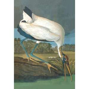  Wood Stork 20X30 Canvas