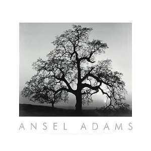  Ansel Adams Poster   Oak Tree, Sunset City, California 