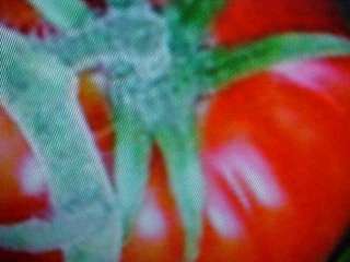 ORGANIC KING KONG GIANT BRIGHT RED TOMATO SEEDS A MUST FOR EVERY 
