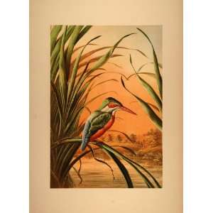  1880 Chromolithograph Kingfisher Wetland Bird Burnier 
