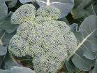 Broccoli, Waltham 29,naturally saved brocoli seeds,150+  