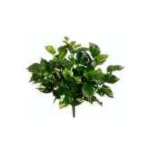  15 Water Resistant Pothos Bush x7 Green White (Pack of 12 
