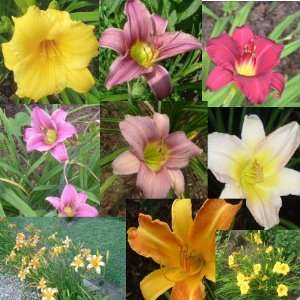  Daylily mix Day Lilies many colors 25 seeds Patio, Lawn 