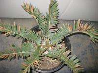 OLD ENCEPHALARTOS LEHMANNII   BLUE CYCAD   5 CAUDEX  