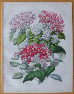 Buch d. Welt Flowers Veronica Bouvardia   e533   1861  