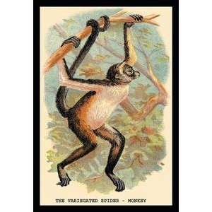   printed on 20 x 30 stock. Variegated Spider Monkey