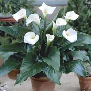  White Florist Calla Lily 