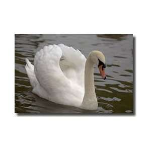 Mute Swan Giclee Print