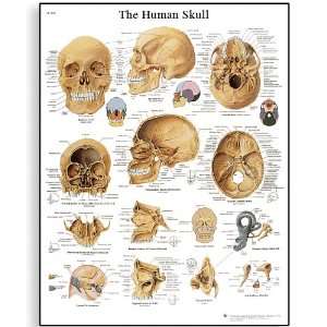   Paper Human Skull Anatomical Chart, Poster Size 20 Width x 26 Height