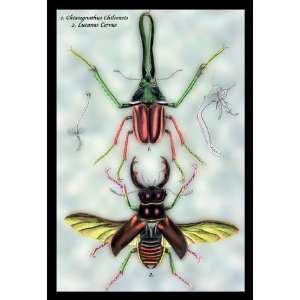  Beetles Chiasognathus Chiloensis and Lucanus Cervus #1 