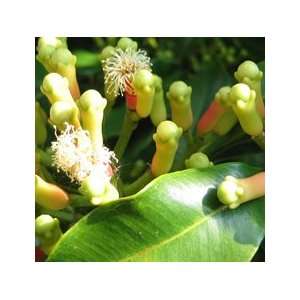 Clove Bud Essential Oil 1oz (Syzgium Aromaticum L)   origin Indonesia 