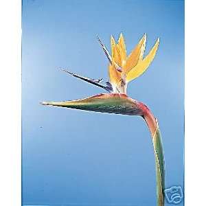   Bird of Paradise, strelitzia reginae Live Plant Patio, Lawn & Garden