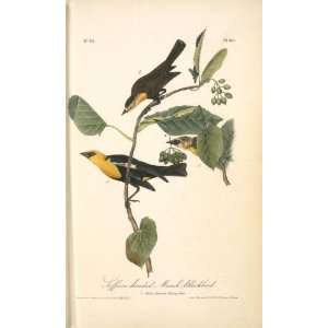 paintings   John James Audubon   24 x 40 inches   Saffron headed Marsh 