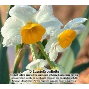  Narcissus (Daffodils) Chinese Sacred Lily   10 very large 