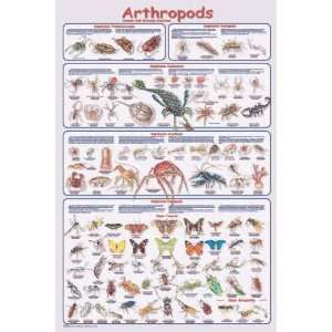  Arthropods Poster 