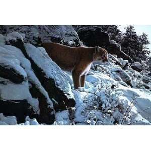  Ron Parker   Winter Lookout   Cougar