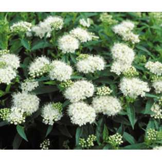   Nursery, Inc. Spiraea   Japanese White #3 Container 