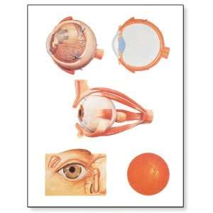 3B Scientific V2011M The Eye I Anatomy Chart with Wooden Rods 