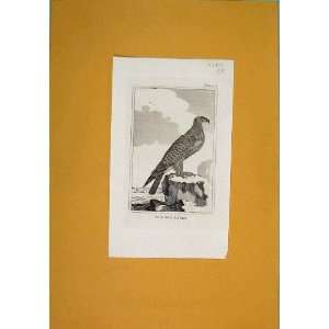  Sea Eagle Ocean Birds Gull Antique Print Fine Art C1812 