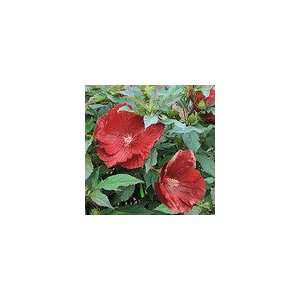  Hibiscus Cranberry Crush PP#21,984 Plant Everything 