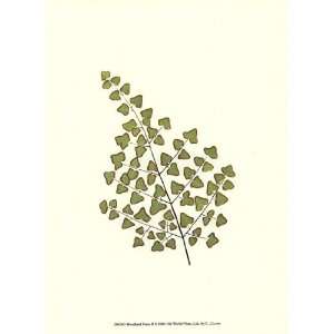  Woodland Ferns II by E.J. Lowe 10x13