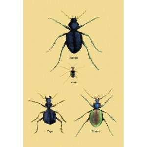 Beetles of Java, France, Cape and Europe #2 16X24 Giclee 