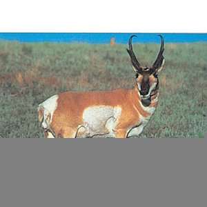  Tru Life Paper Targets   Antelope