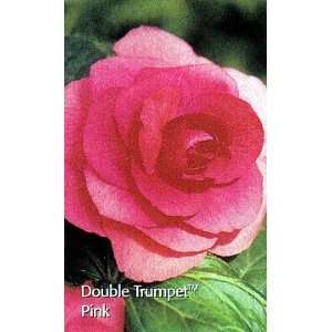  Pink Double Trumpet Begonia 2 Bulbs Patio, Lawn & Garden