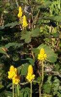 Cassia alata CANDLEBUSH Subtropical YELLOW Flower SEEDS  
