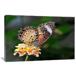  Leopard Lacewing   Gallery Wrapped Canvas   Museum Quality 
