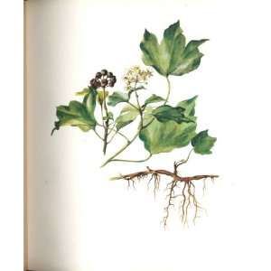  Perrin Ltd Ed 1914 Flowering Plant The Ivy