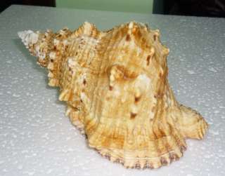 Bursa Buba Sea shell over 180mm7.00Inches  